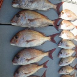 磯部釣船 直栄丸 釣果