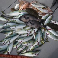 磯部釣船 直栄丸 釣果