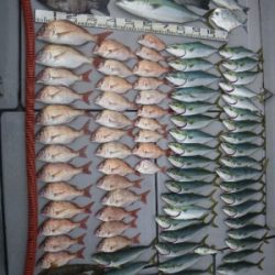 磯部釣船 直栄丸 釣果