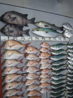 磯部釣船 直栄丸 釣果