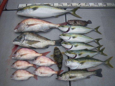 磯部釣船 直栄丸 釣果