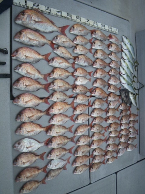 磯部釣船 直栄丸 釣果