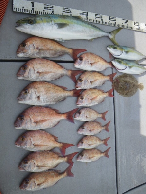 磯部釣船 直栄丸 釣果