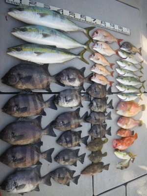 磯部釣船 直栄丸 釣果