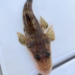 フィシングボートAir(エアー) 釣果