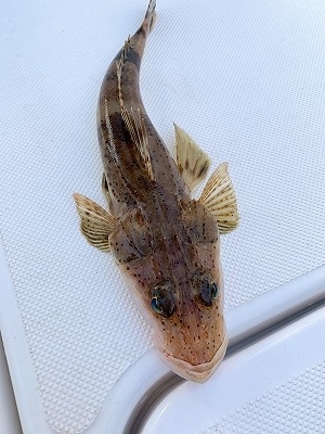 フィシングボートAir(エアー) 釣果