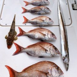 フィシングボートAir(エアー) 釣果