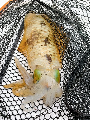 フィシングボートAir(エアー) 釣果