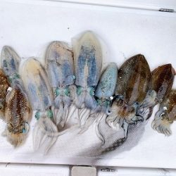 フィシングボートAir(エアー) 釣果