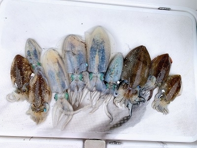 フィシングボートAir(エアー) 釣果