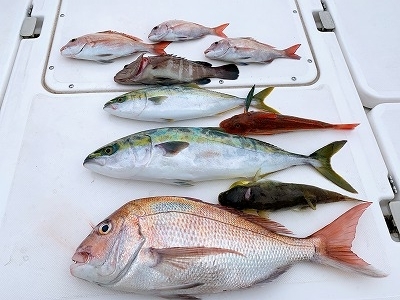 フィシングボートAir(エアー) 釣果