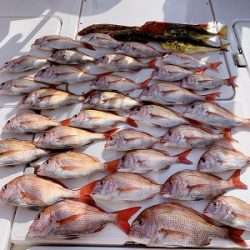 フィシングボートAir(エアー) 釣果