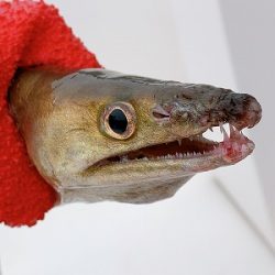 フィシングボートAir(エアー) 釣果