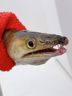 フィシングボートAir(エアー) 釣果