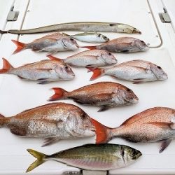 フィシングボートAir(エアー) 釣果