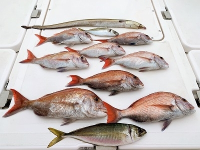 フィシングボートAir(エアー) 釣果