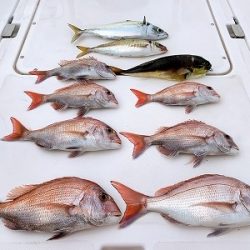 フィシングボートAir(エアー) 釣果