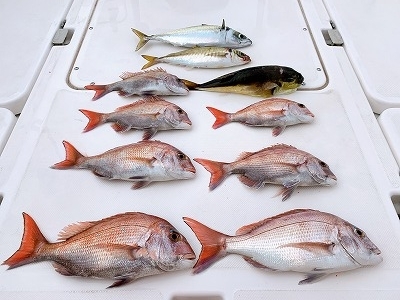 フィシングボートAir(エアー) 釣果