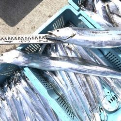 釣り船角田 釣果