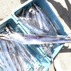 釣り船角田 釣果