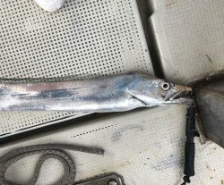 釣り船角田 釣果