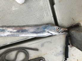 釣り船角田 釣果