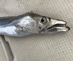 釣り船角田 釣果