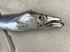 釣り船角田 釣果