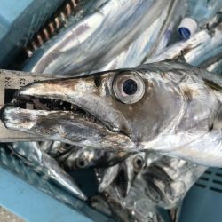 釣り船角田 釣果