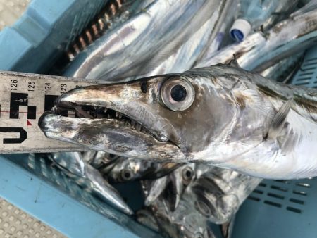 釣り船角田 釣果