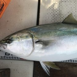 釣り船角田 釣果