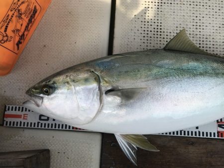 釣り船角田 釣果