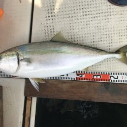 釣り船角田 釣果