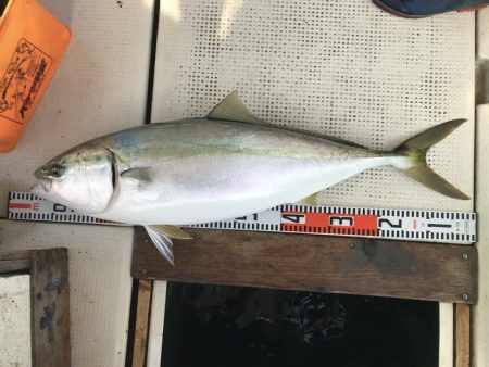 釣り船角田 釣果