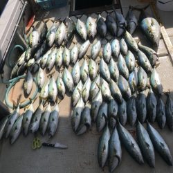 釣り船角田 釣果
