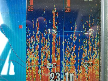 深川 吉野屋 釣果