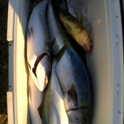 オーシャンズ 京都 釣果