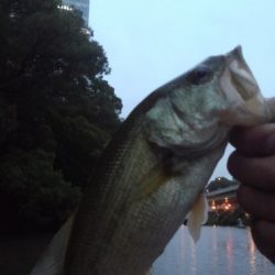 弁慶フィッシングクラブでタフコンアーバンフィッシング！【メガバス（Megabass）トライザ　インプレッション】