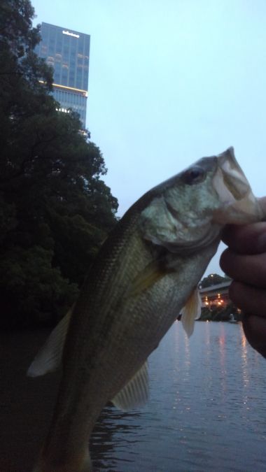 弁慶フィッシングクラブでタフコンアーバンフィッシング！【メガバス（Megabass）トライザ　インプレッション】