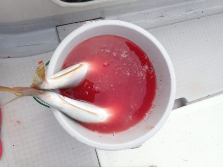 Aquanaut(アクアノート) 釣果