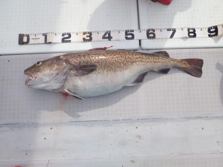 Aquanaut(アクアノート) 釣果