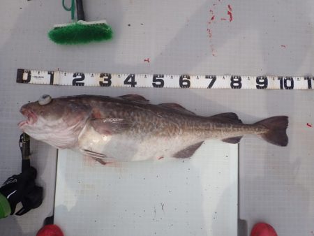 Aquanaut(アクアノート) 釣果