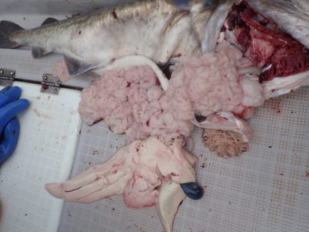 Aquanaut(アクアノート) 釣果