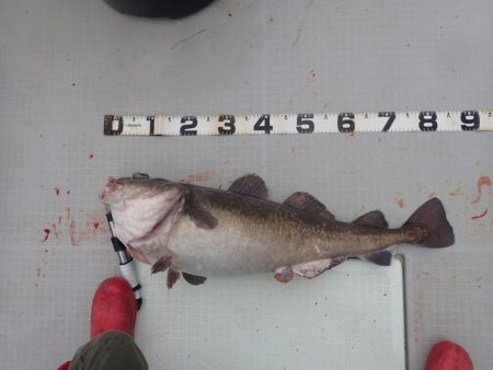 Aquanaut（アクアノート） 釣果