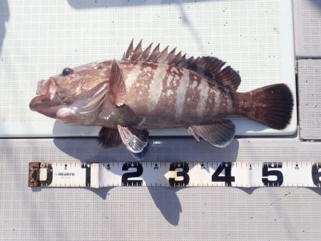 Aquanaut（アクアノート） 釣果