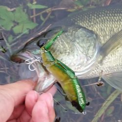 10月バスフィッシングレポート　【メガバス（Megabass）トライザ　インプレッション】