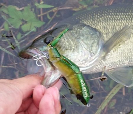 10月バスフィッシングレポート　【メガバス（Megabass）トライザ　インプレッション】