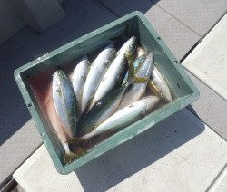 えすぽあ 釣果