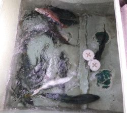 えすぽあ 釣果