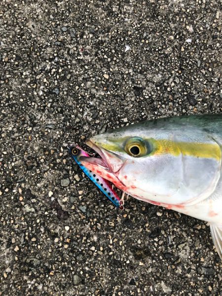 ジャックアイエースは巻いてもジャークでも良し！【ハヤブサ（Hayabusa）ジャックアイエース　インプレッション】